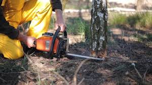 Best Firewood Processing and Delivery  in Franklin, WI