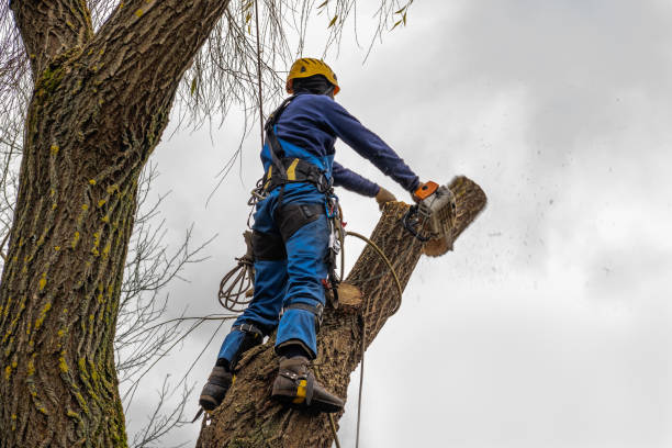 Best Storm Damage Tree Cleanup  in Franklin, WI