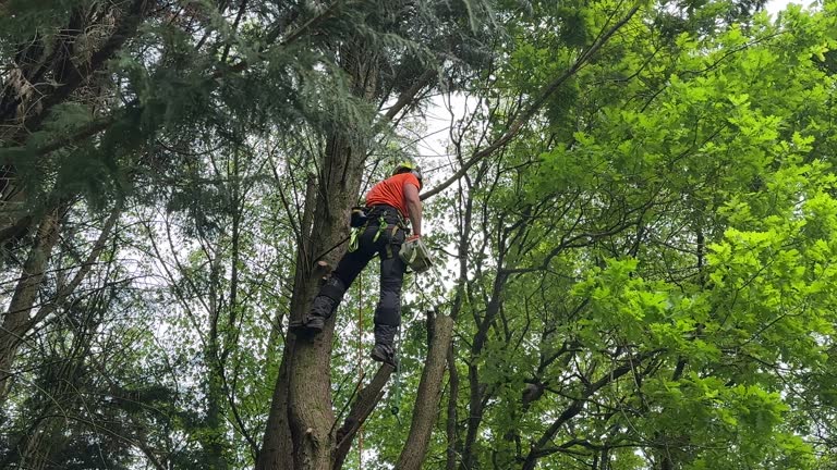 How Our Tree Care Process Works  in  Franklin, WI